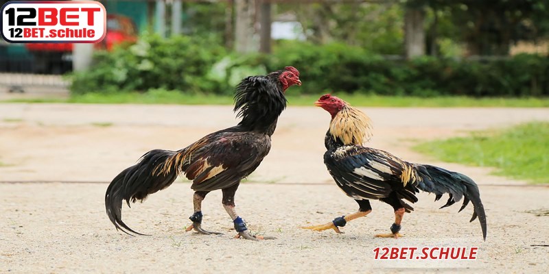 Đá gà ăn tiền 12BET luôn cập nhật trạng thái trận đấu theo thời gian thực