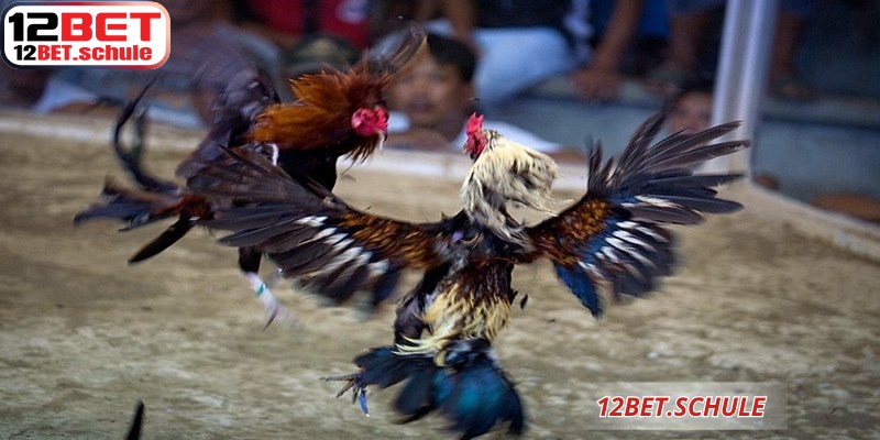 Đá gà ăn tiền 12BET xứng đáng là địa chỉ tin cậy để anh em thử vận may