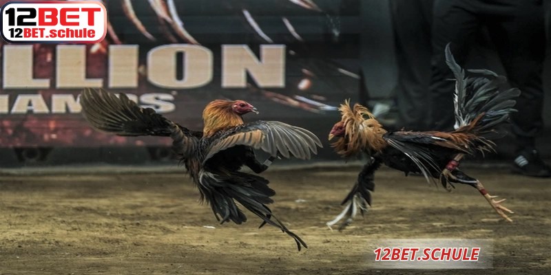 Giao diện nạp tiền và chọn kèo đá gà ăn tiền 12BET được thiết kế khoa học