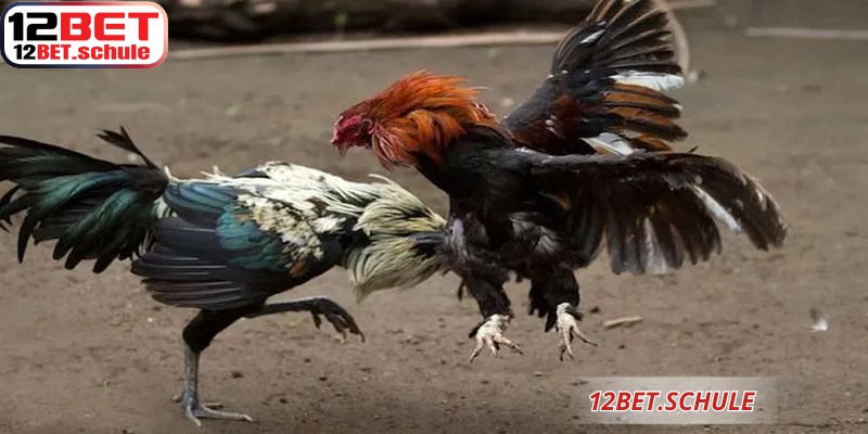Kinh nghiệm soi kèo đá gà ăn tiền 12BET đầy kịch tính