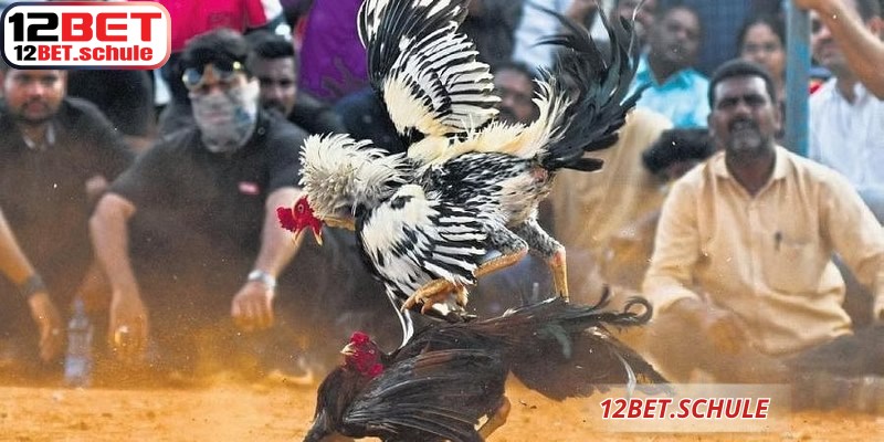 Bảng tỷ lệ kèo  đá gà cựa sắt 12BET  hiển thị trực quan