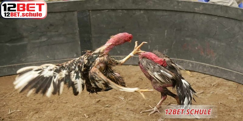 Những chiến kê đá gà cựa sắt 12BET dũng mãnh chuẩn bị bước vào trận chiến