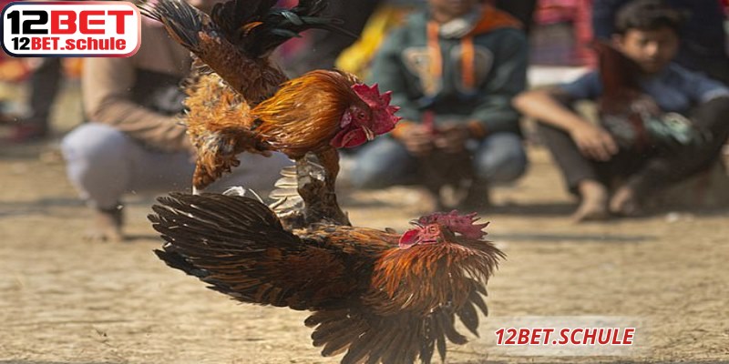 Không khí kịch tính đá gà cựa sắt 12BET khi hai chiến kê tung ra cú đá hiểm hóc