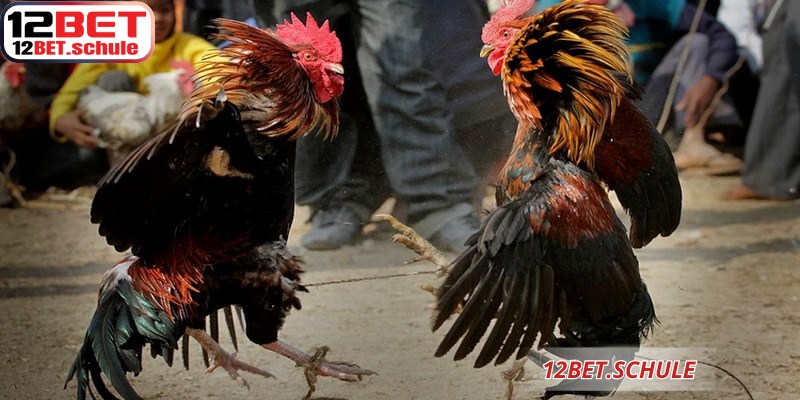 Bảng tỷ lệ kèo 12BET hiển thị chi tiết giúp người chơi dễ dàng phân tích