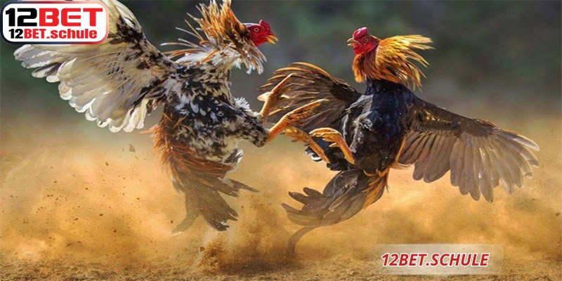Đá gà Thomo 12BET xứng danh là đấu trường trực tuyến uy tín bậc nhất