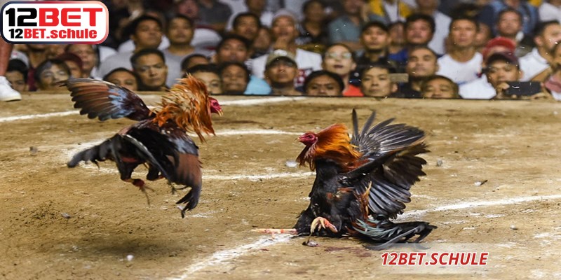 Quy trình kiểm tra đá gà Thomo 12BET nghiêm ngặt đảm bảo tính công bằng