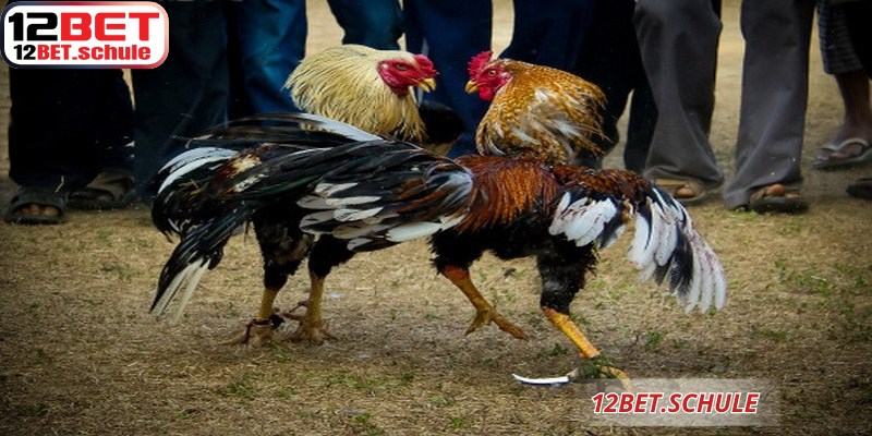 Toàn cảnh đấu trường đá gà Thomo 12BET rực lửa 