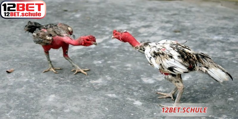 Giao diện đặt cược đá gà trực tiếp 12BET giúp người dùng dễ dàng thao tác