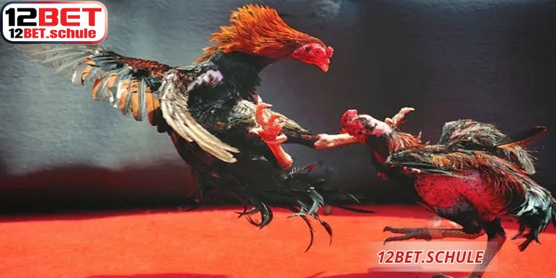 Màn hình trực tiếp sắc nét giúp người chơi theo dõi trọn vẹn đá gà trực tiếp 12BET