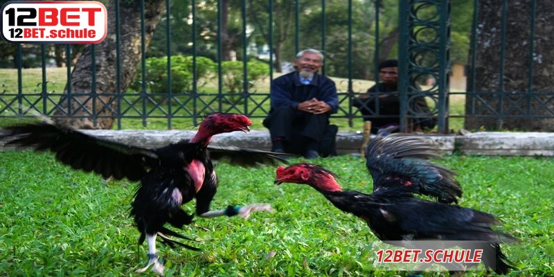 Đá gà trực tiếp 12BET mang lại một sân chơi cá cược đẳng cấp