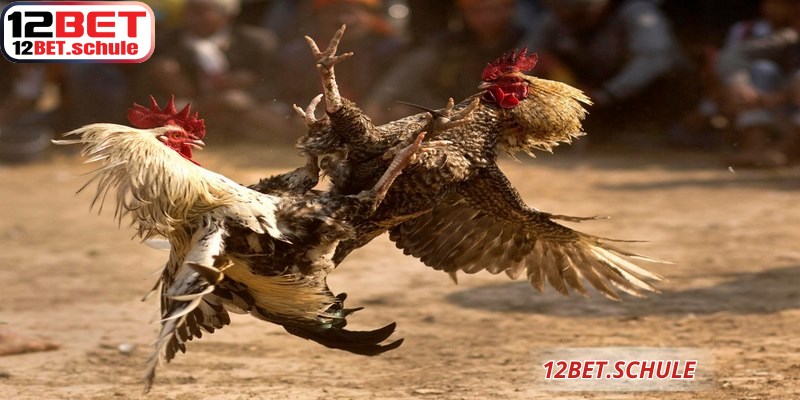 Trọng tài kiểm tra cựa sắt đảm bảo tính minh bạch đá gà trực tiếp 12BET